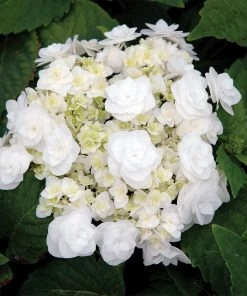 Fast Growing Trees Wedding Gown Hydrangea Shrub Hydrangea Shrubs