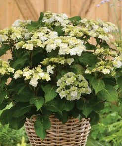 Fast Growing Trees Wedding Gown Hydrangea Shrub Hydrangea Shrubs