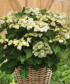 Fast Growing Trees Wedding Gown Hydrangea Shrub Hydrangea Shrubs