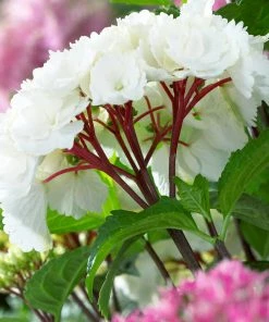 Fast Growing Trees Onyx™ Zebra Hydrangea Hydrangea Shrubs 8 Fast Growing Trees Onyx™ Zebra Hydrangea Hydrangea Shrubs