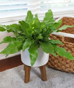 Fast Growing Trees Crocodile Fern