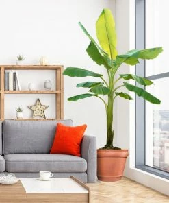 Fast Growing Trees Banana Trees Ice Cream Banana Tree