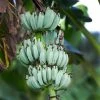 Fast Growing Trees Banana Trees Ice Cream Banana Tree