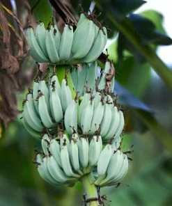 Fast Growing Trees Banana Trees Ice Cream Banana Tree