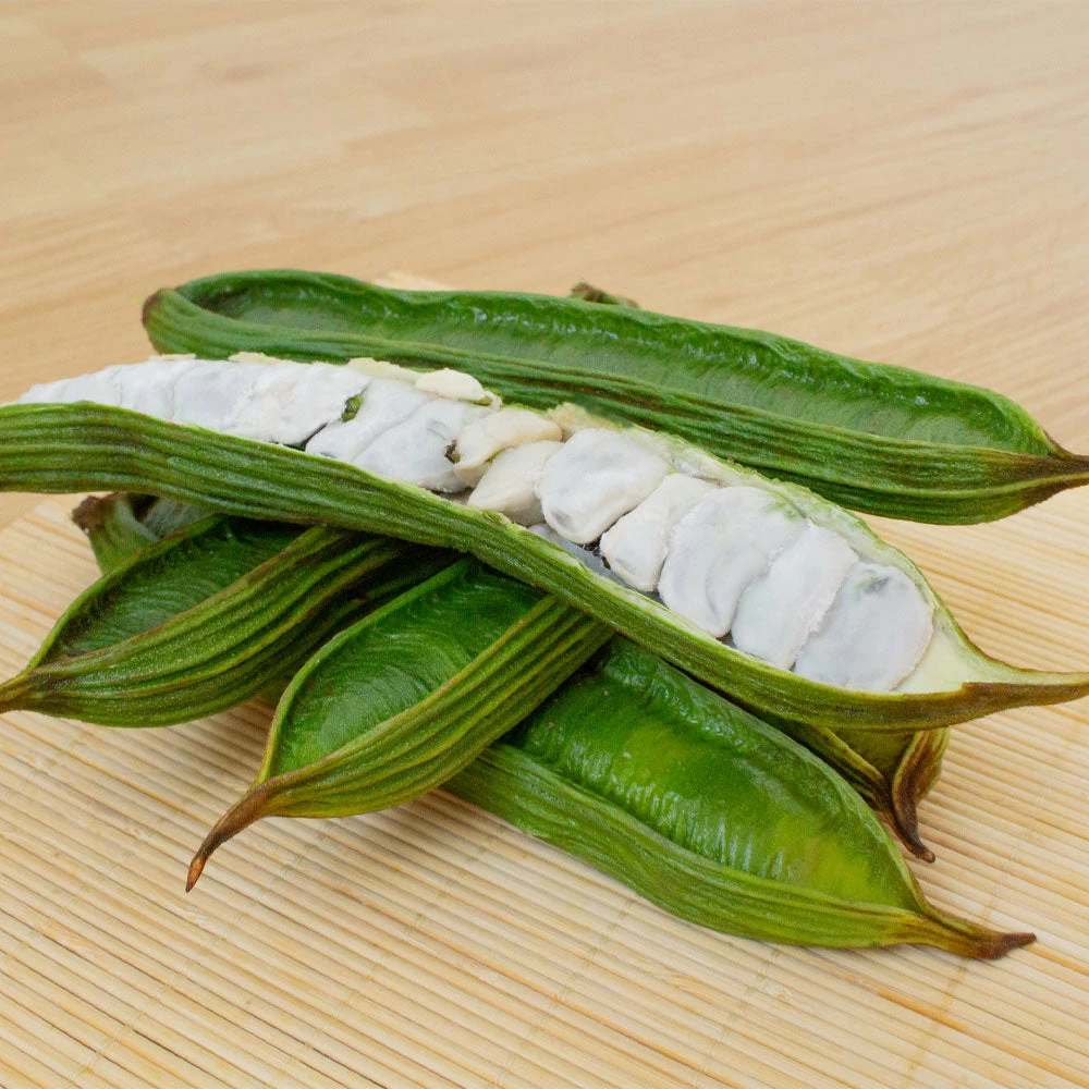 Fast Growing Trees See All House & Patio Ice Cream Bean Tree 4 Fast Growing Trees See All House & Patio Ice Cream Bean Tree