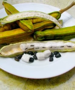 Fast Growing Trees See All House & Patio Ice Cream Bean Tree 9 Fast Growing Trees See All House & Patio Ice Cream Bean Tree