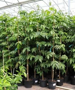 Fast Growing Trees See All House & Patio Ice Cream Bean Tree 11 Fast Growing Trees See All House & Patio Ice Cream Bean Tree