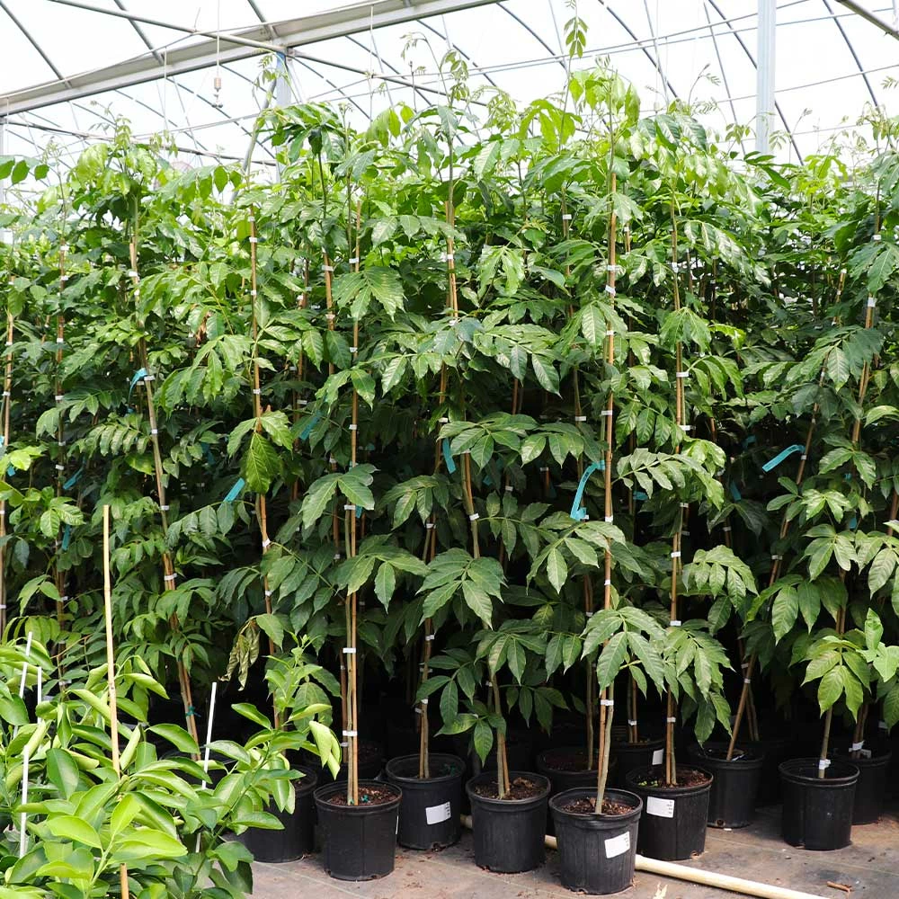 Fast Growing Trees See All House & Patio Ice Cream Bean Tree 7 Fast Growing Trees See All House & Patio Ice Cream Bean Tree