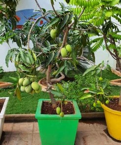 Fast Growing Trees Mango Trees Ice Cream Mango Tree