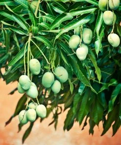 Fast Growing Trees Mango Trees Ice Cream Mango Tree