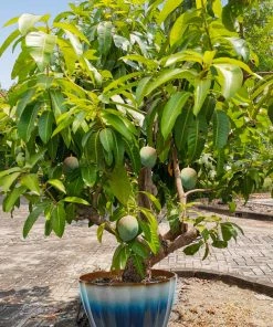 Fast Growing Trees Mango Trees Ice Cream Mango Tree