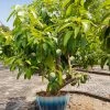 Fast Growing Trees Mango Trees Ice Cream Mango Tree 2 Fast Growing Trees Mango Trees Ice Cream Mango Tree