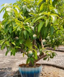 Fast Growing Trees Mango Trees Ice Cream Mango Tree