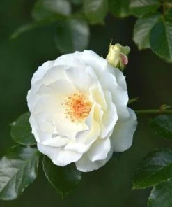 Fast Growing Trees Iceberg Rose Tree