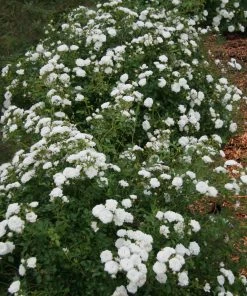 Fast Growing Trees Icy Drift® Rose