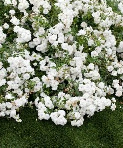 Fast Growing Trees Icy Drift® Rose