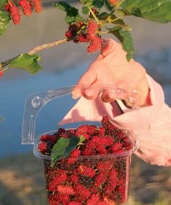 Fast Growing Trees See All Fruit Trees Illinois Everbearing Mulberry