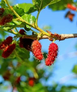 Fast Growing Trees See All Fruit Trees Illinois Everbearing Mulberry