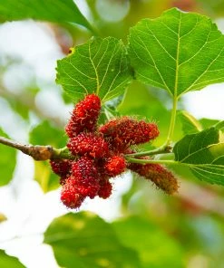 Fast Growing Trees See All Fruit Trees Illinois Everbearing Mulberry
