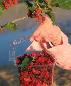 Fast Growing Trees See All Fruit Trees Illinois Everbearing Mulberry