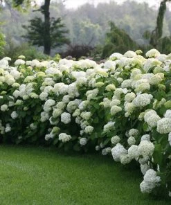 Fast Growing Trees Incrediball® Hydrangea Shrub 8 Fast Growing Trees Incrediball® Hydrangea Shrub