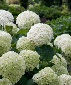 Fast Growing Trees Incrediball® Hydrangea Shrub