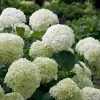 Fast Growing Trees Incrediball® Hydrangea Shrub 1 Fast Growing Trees Incrediball® Hydrangea Shrub