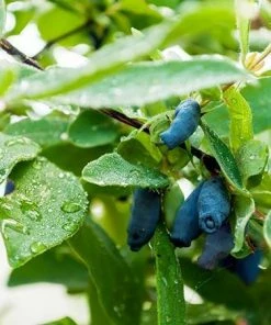 Fast Growing Trees Honeyberry Bushes Indigo Gem Haskap (Honeyberry)