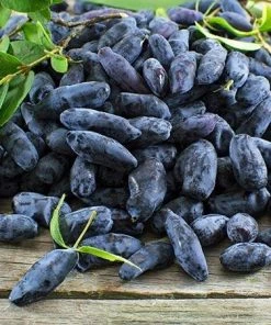 Fast Growing Trees Honeyberry Bushes Indigo Gem Haskap (Honeyberry)