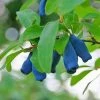 Fast Growing Trees Indigo Treat Haskap (Honeyberry) Honeyberry Bushes