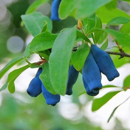 Fast Growing Trees Indigo Treat Haskap (Honeyberry) Honeyberry Bushes 4 Fast Growing Trees Indigo Treat Haskap (Honeyberry) Honeyberry Bushes