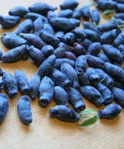 Fast Growing Trees Indigo Treat Haskap (Honeyberry) Honeyberry Bushes 7 Fast Growing Trees Indigo Treat Haskap (Honeyberry) Honeyberry Bushes