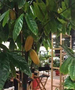 Fast Growing Trees Chocolate Cocoa 'Cacao' Plant