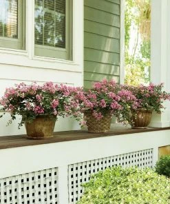 Fast Growing Trees Crape Myrtles Infinitini® Brite Pink Crape Myrtle Shrub