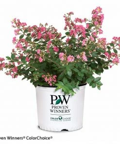 Fast Growing Trees Crape Myrtles Infinitini® Brite Pink Crape Myrtle Shrub