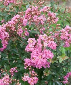 Fast Growing Trees Crape Myrtles Infinitini® Brite Pink Crape Myrtle Shrub
