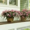 Fast Growing Trees Crape Myrtles Infinitini® Brite Pink Crape Myrtle Shrub 1 Fast Growing Trees Crape Myrtles Infinitini® Brite Pink Crape Myrtle Shrub