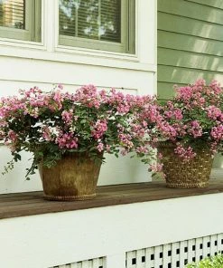 Fast Growing Trees Crape Myrtles Infinitini® Brite Pink Crape Myrtle Shrub