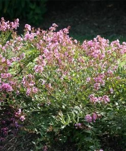 Fast Growing Trees Infinitini® Orchid Crape Myrtle Shrub Crape Myrtles