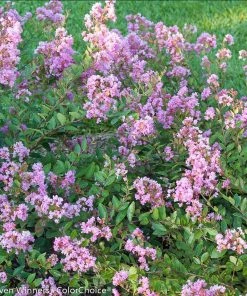 Fast Growing Trees Infinitini® Orchid Crape Myrtle Shrub Crape Myrtles