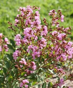 Fast Growing Trees Infinitini® Orchid Crape Myrtle Shrub Crape Myrtles