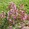 Fast Growing Trees Infinitini® Orchid Crape Myrtle Shrub Crape Myrtles