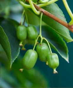 Fast Growing Trees ISSAI Hardy Kiwi