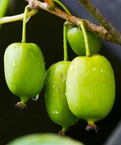 Fast Growing Trees ISSAI Hardy Kiwi