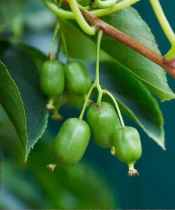 Fast Growing Trees ISSAI Hardy Kiwi