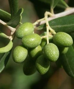 Fast Growing Trees Italian Olive Tree 9 Fast Growing Trees Italian Olive Tree