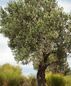 Fast Growing Trees Italian Olive Tree 10 Fast Growing Trees Italian Olive Tree