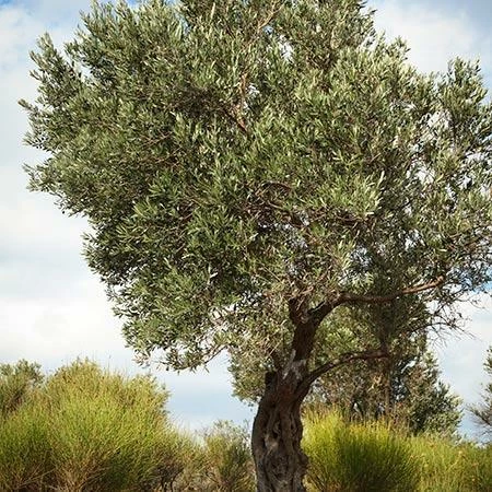 Fast Growing Trees Italian Olive Tree 6 Fast Growing Trees Italian Olive Tree