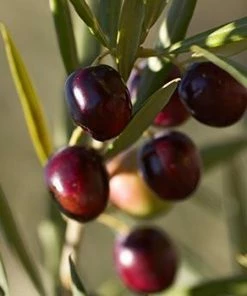 Fast Growing Trees Italian Olive Tree