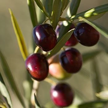 Fast Growing Trees Italian Olive Tree 3 Fast Growing Trees Italian Olive Tree